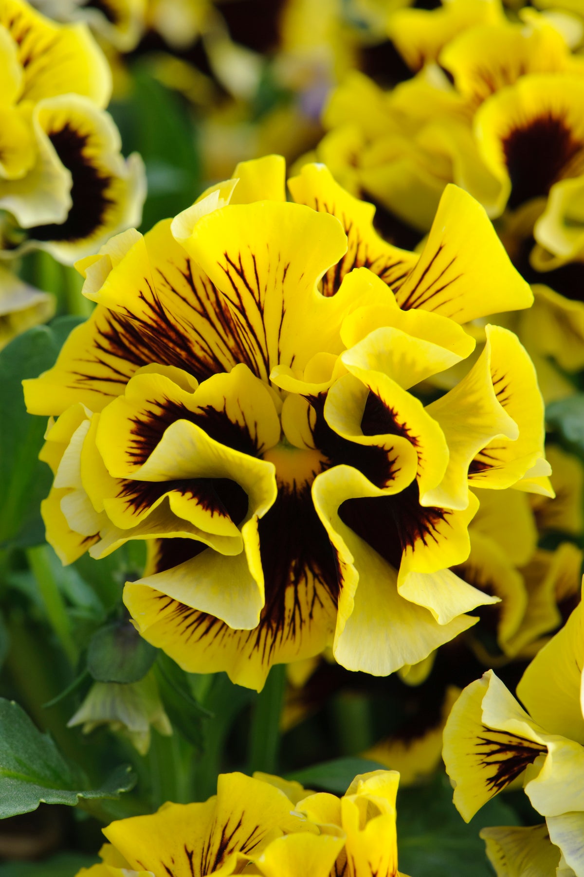 Viola 'Ruffles Yellow'