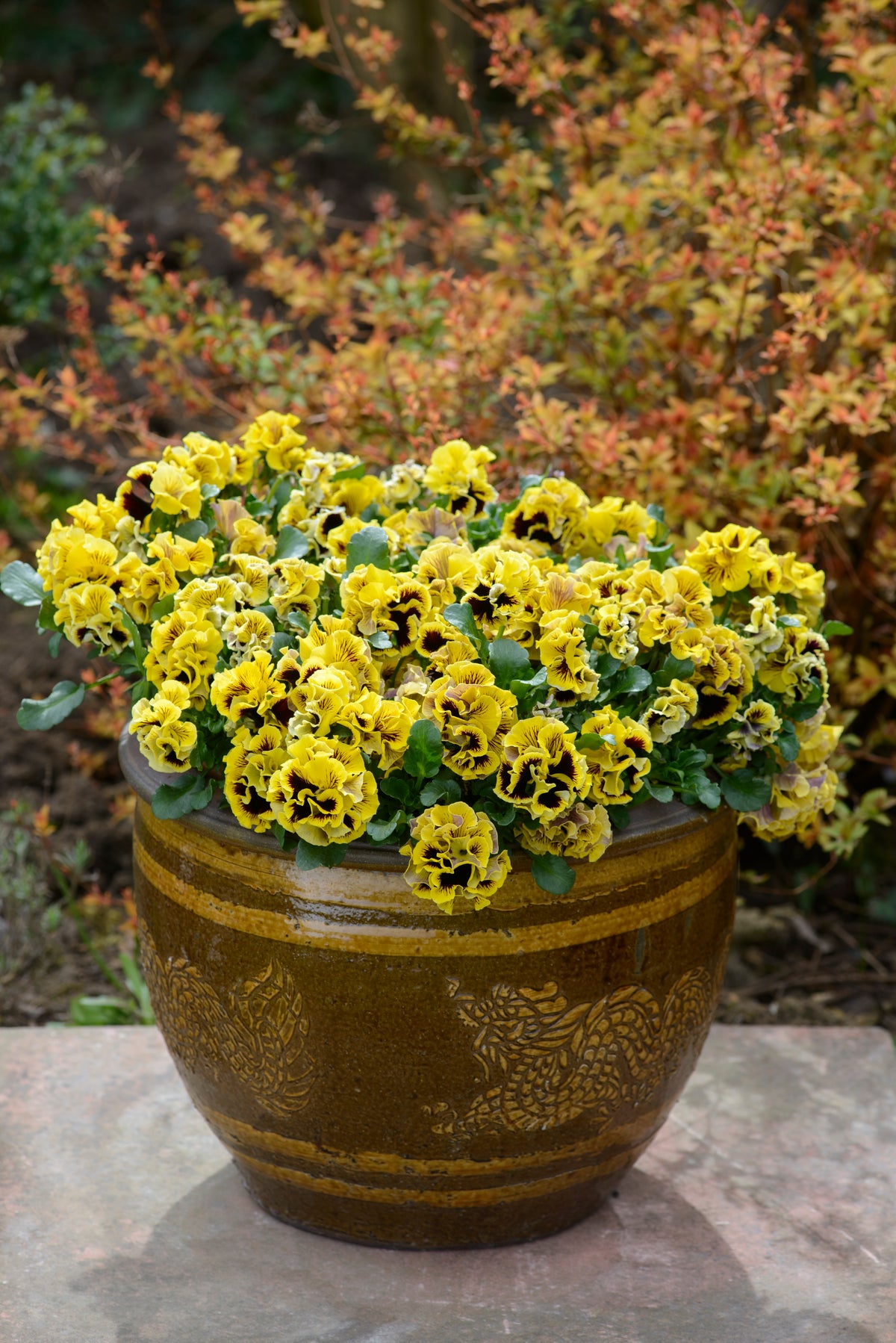 Viola 'Ruffles Yellow'