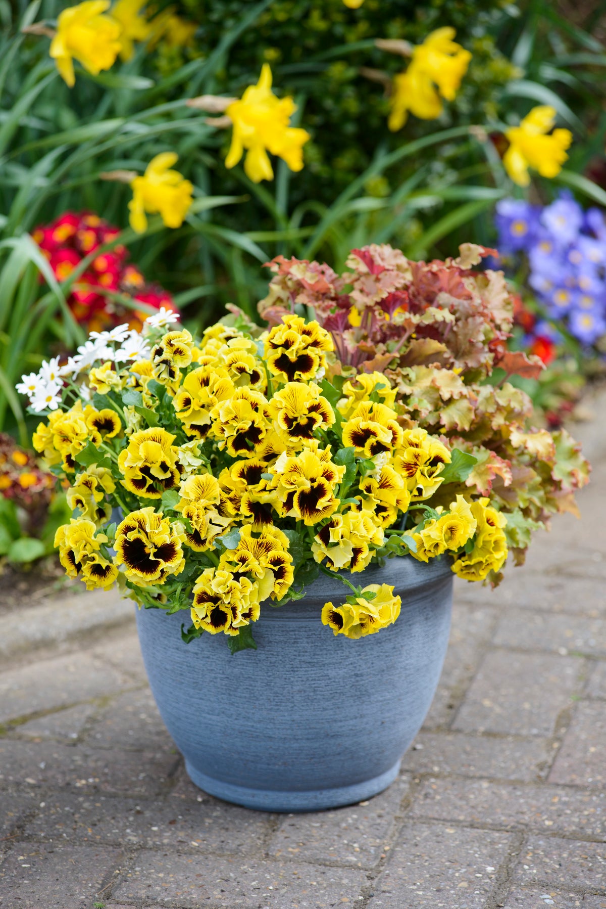 Viola 'Ruffles Yellow'