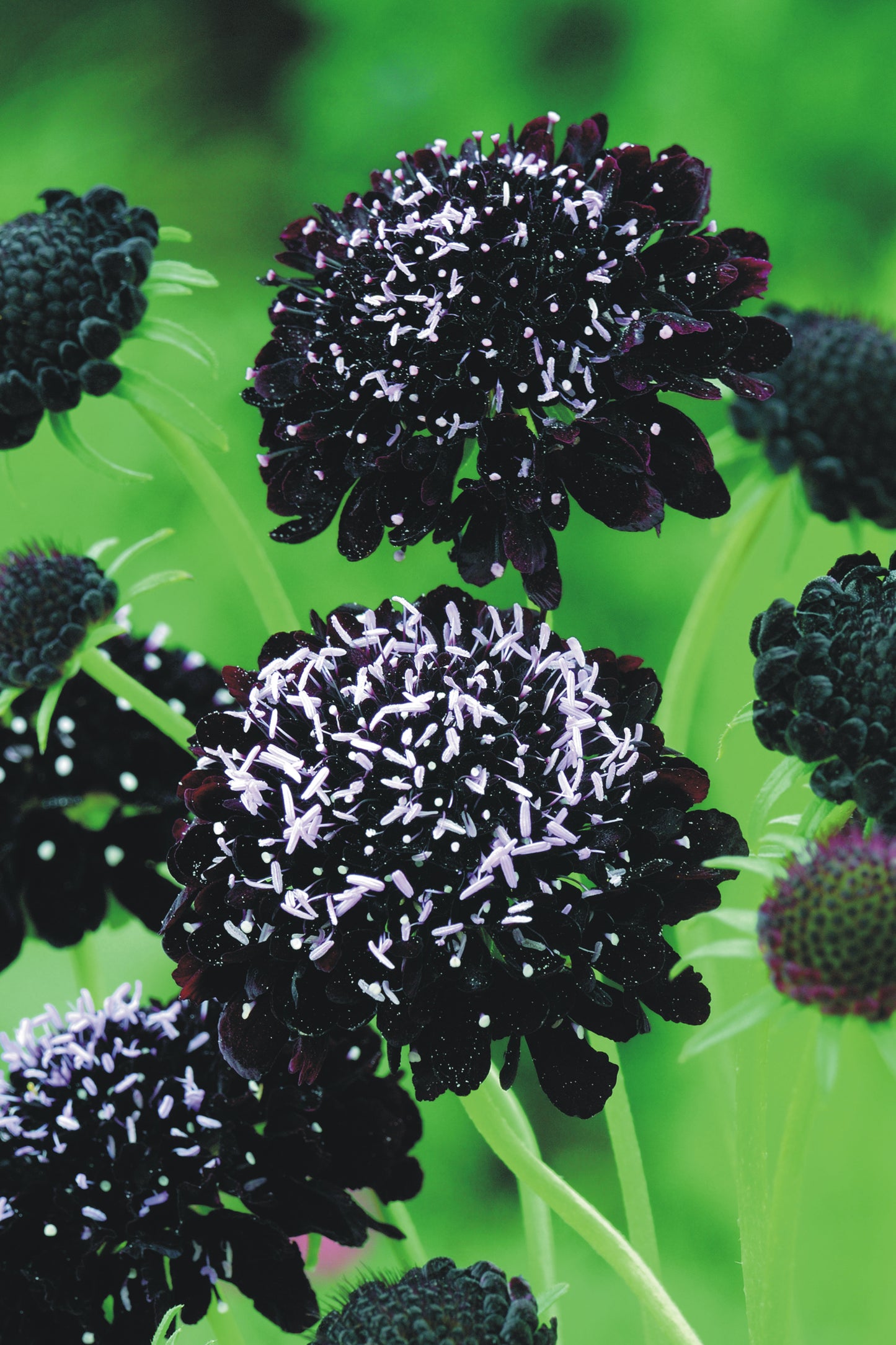 Scabiosa atropurpurea 'Black Night'