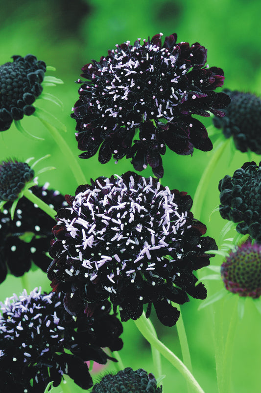 Scabiosa atropurpurea 'Black Night'