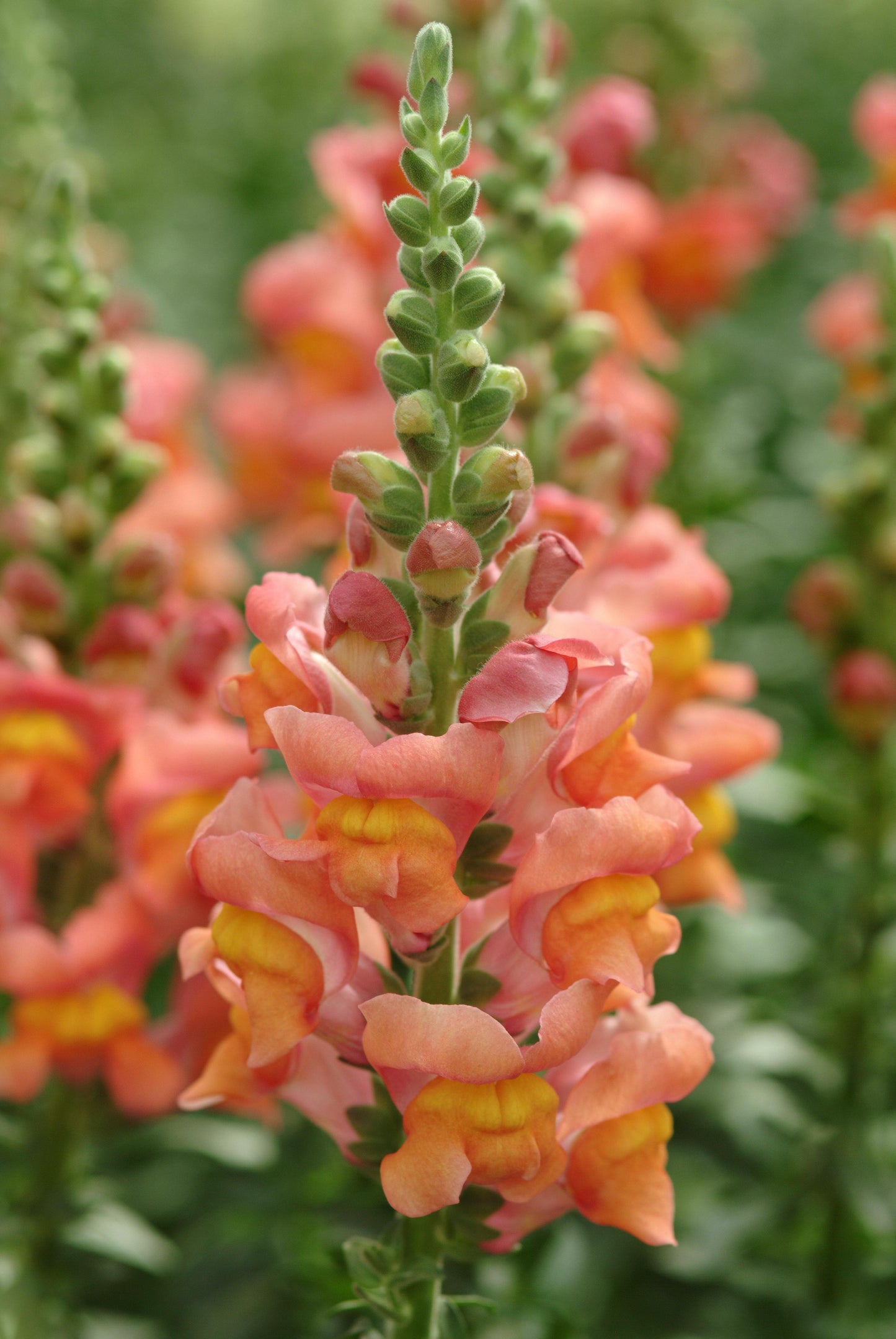 Snapdragon 'Potomac Orange'