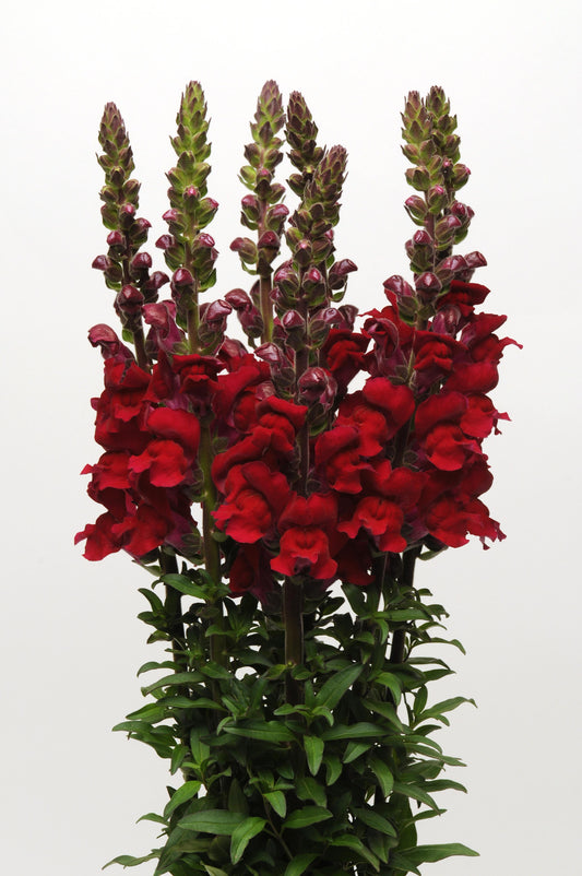 Snapdragon 'Maryland Red'