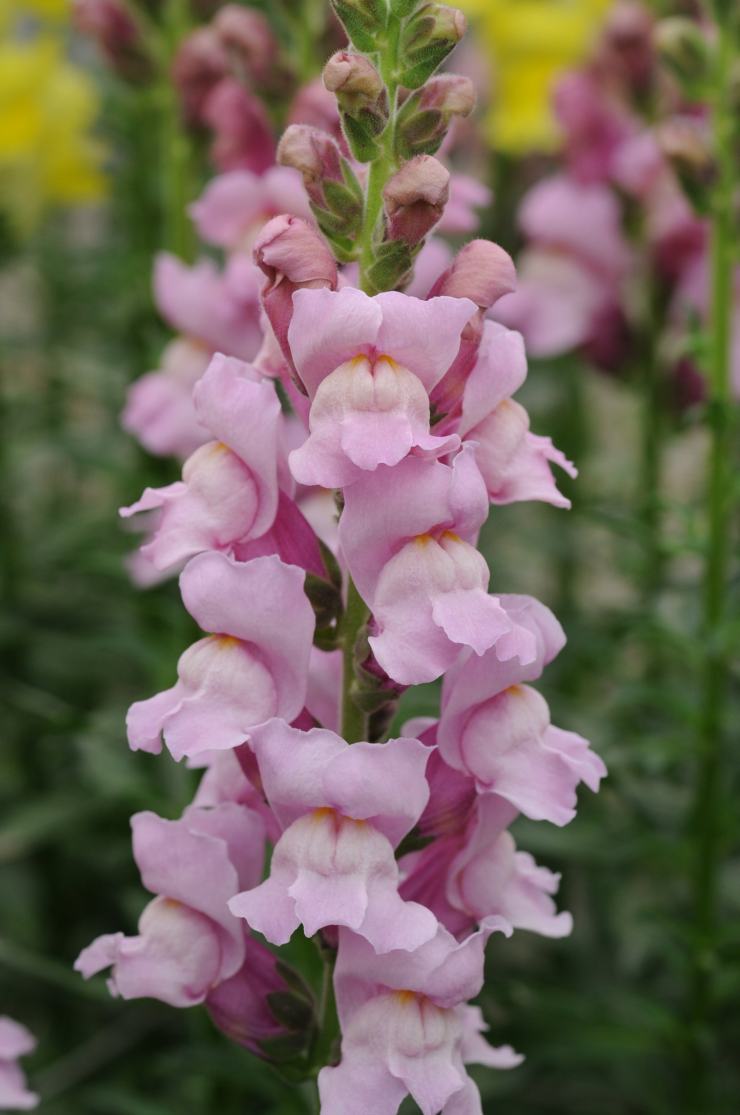 Snapdragon Potomac Lavender