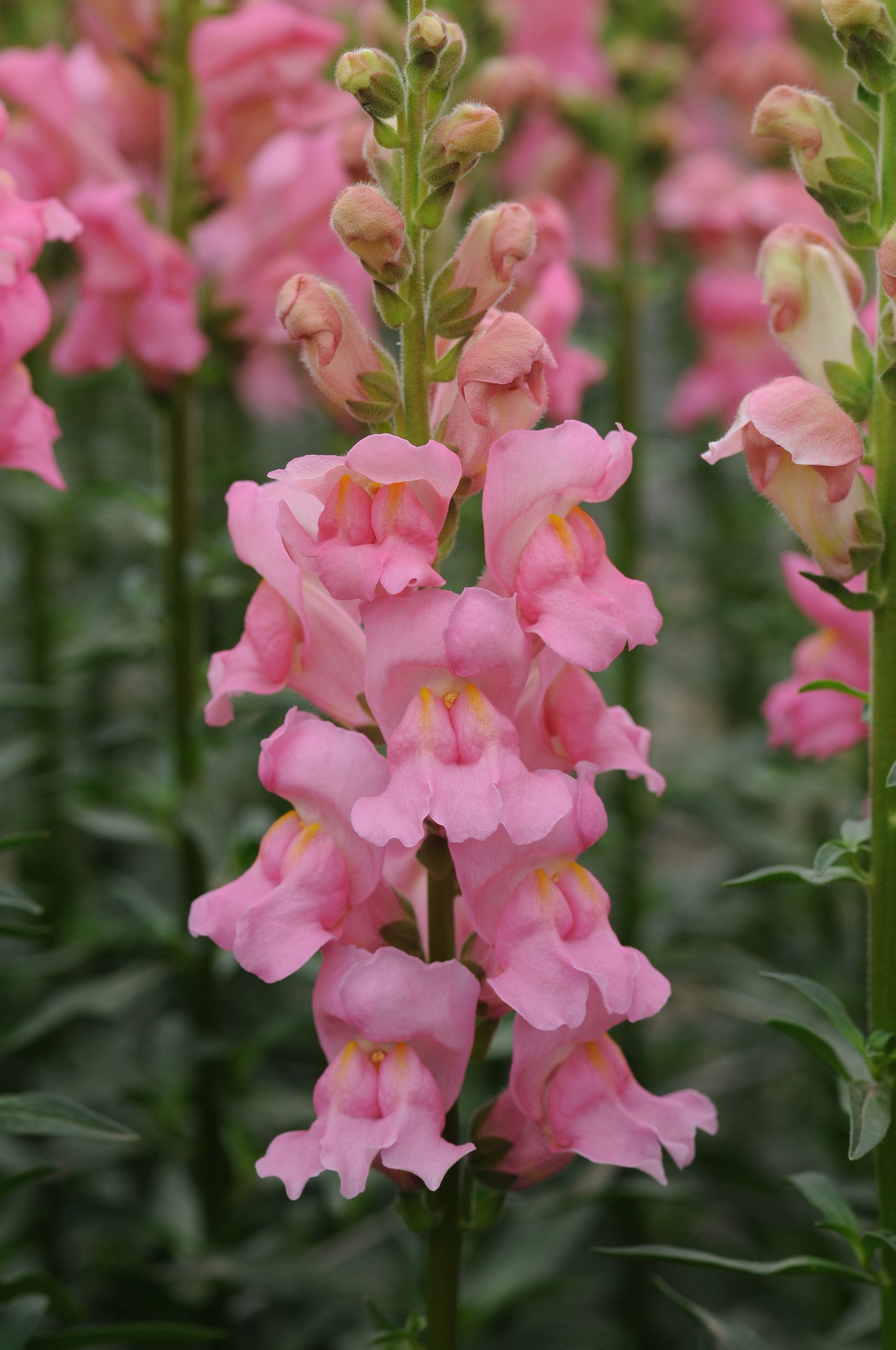 Snapdragon Potomac Pink