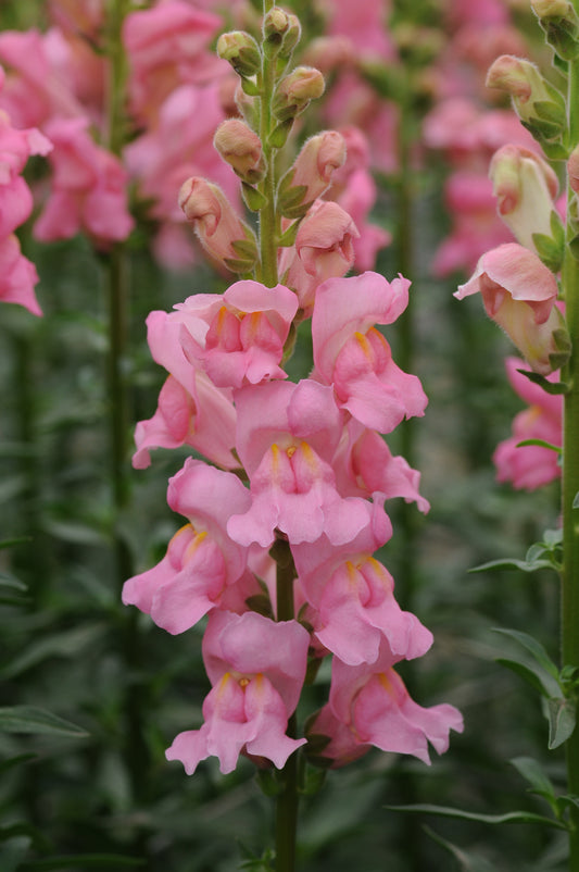 Snapdragon Potomac Pink