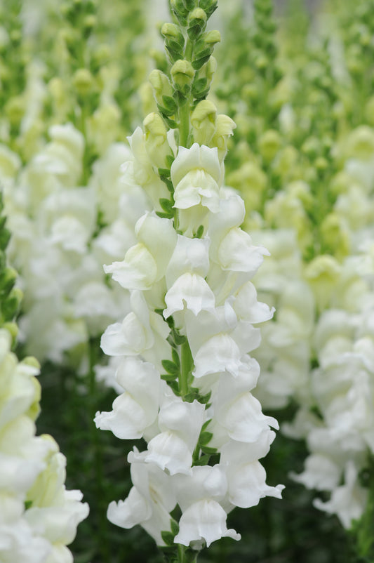 Snapdragon Potomac White