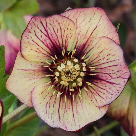 Hellebore 'Spring Promise Anja Oudolf'