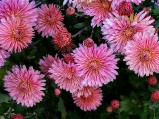 RC- Chrysanthemum 'Fancy Free' (4 pack)