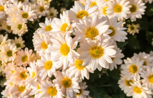 RC- Chrysanthemum 'Mary Stoker' (4 pack)