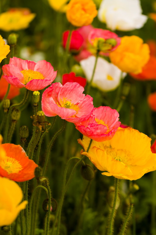 Poppy 'Champagne Bubbles Mix'