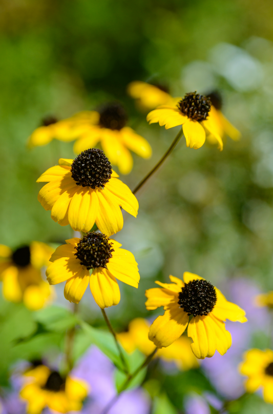 Rudbeckia triloba