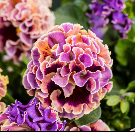 Pansy 'Elegance Antoinette Collection'