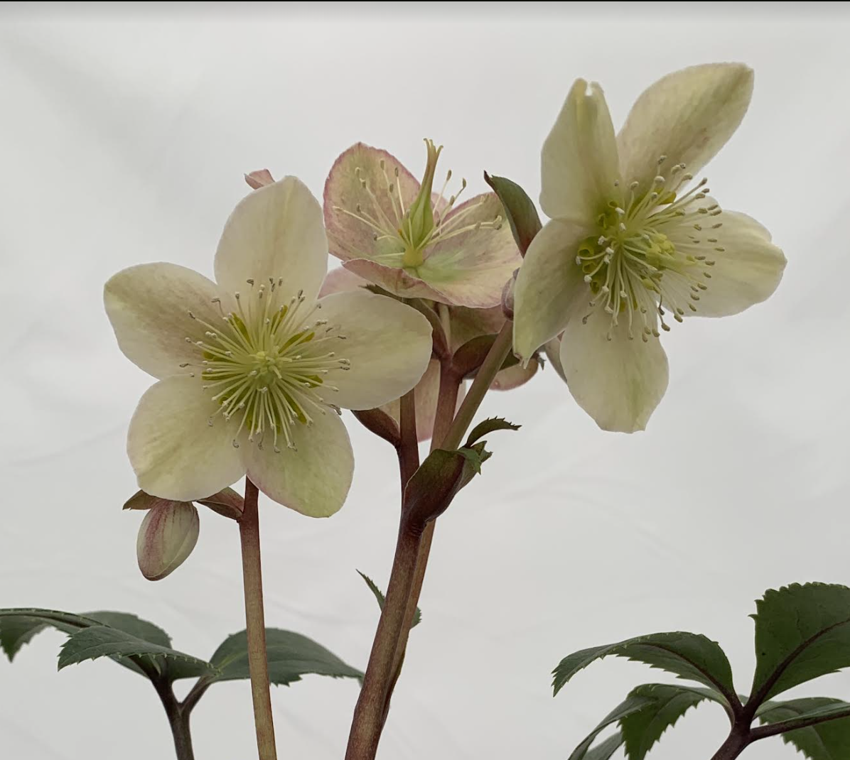 Helleborus 'Guess’