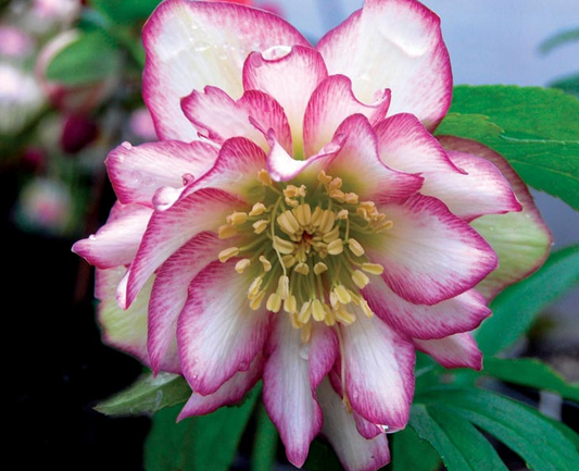 Helleborus Winter Jewels 'Rose Quartz'