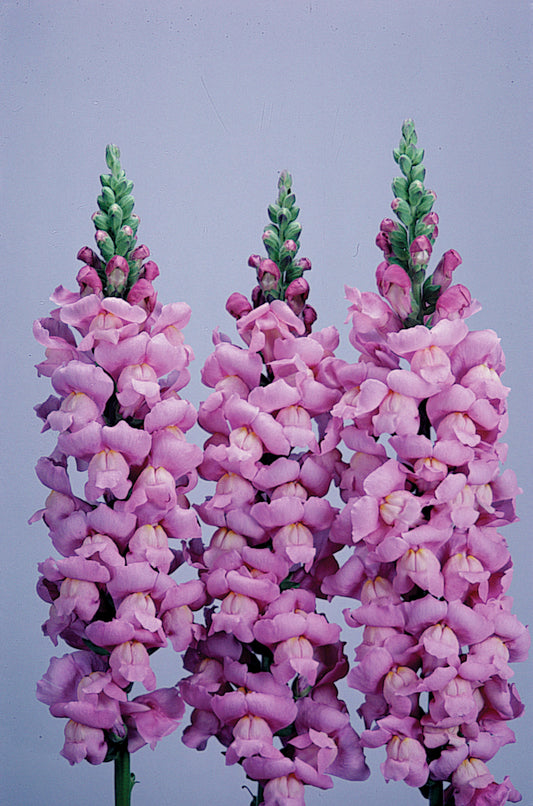 Snapdragon Maryland Lavender