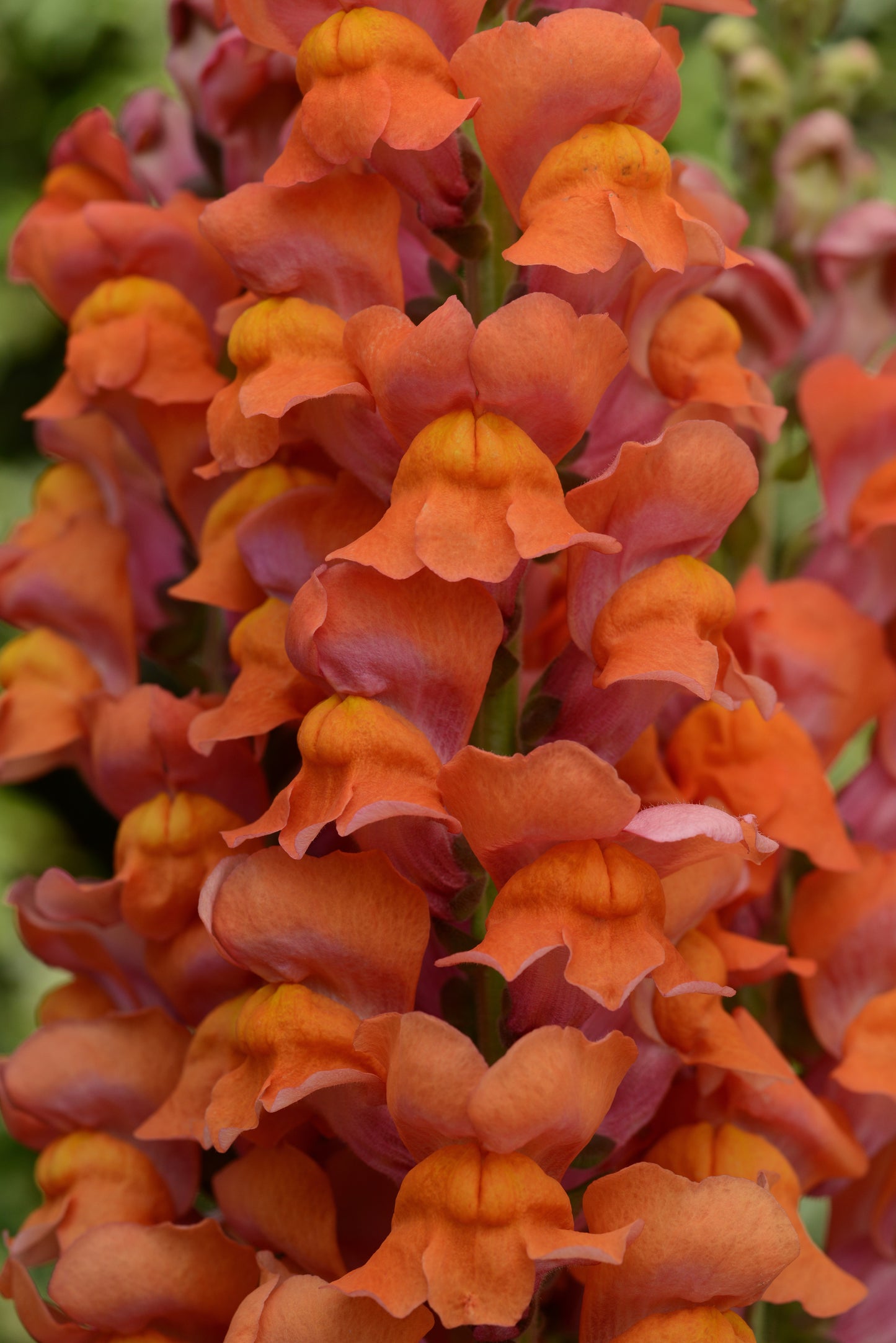 Snapdragon Maryland Dark Orange