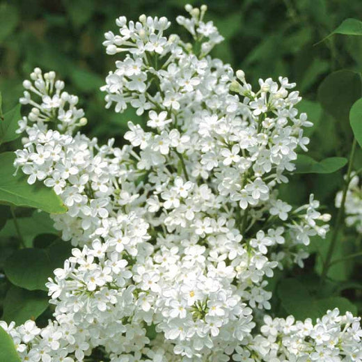 Quart - Syringa x oblata 'Betsy Ross'