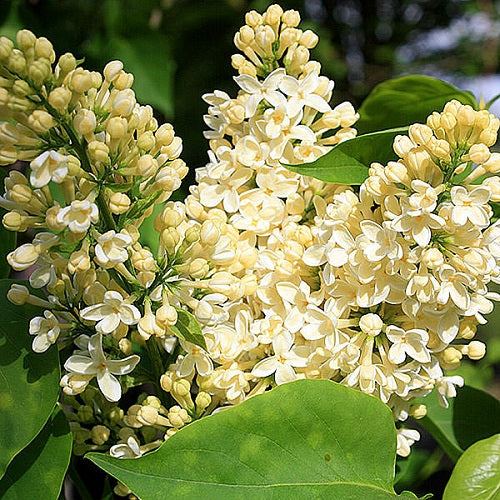 Quart - Syringa vulgaris 'Primrose'