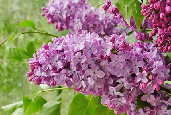 Syringa x hyacinthiflora 'Old Glory'