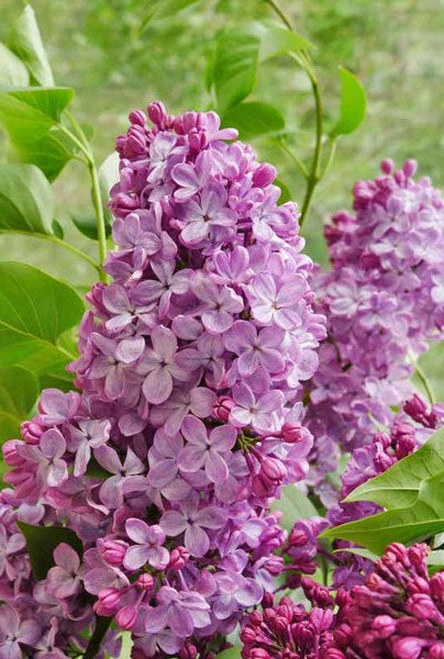 Quart - Syringa x hyacinthiflora 'Old Glory'