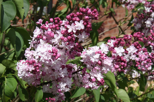 Quart - Syringa x hyacinthiflora 'Sweetheart'
