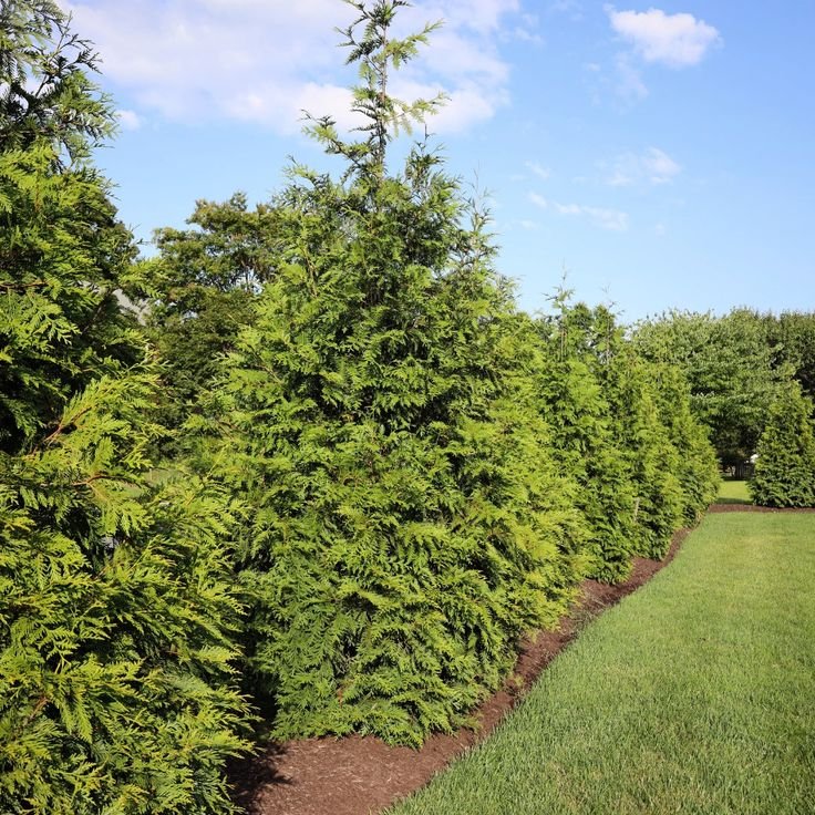 Thuja plicate 'Green Giant', lot of 3