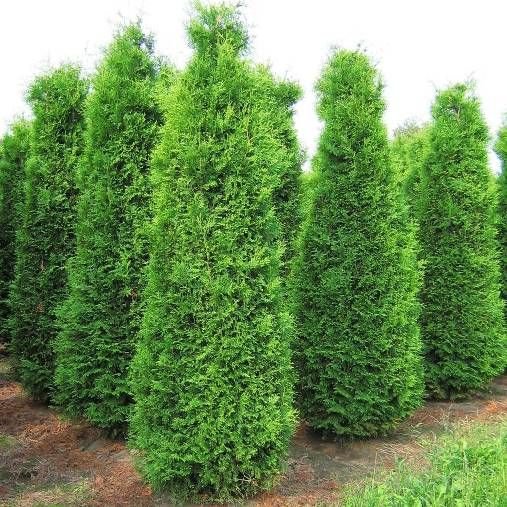 Thuja plicate 'Brabant, lot of 3