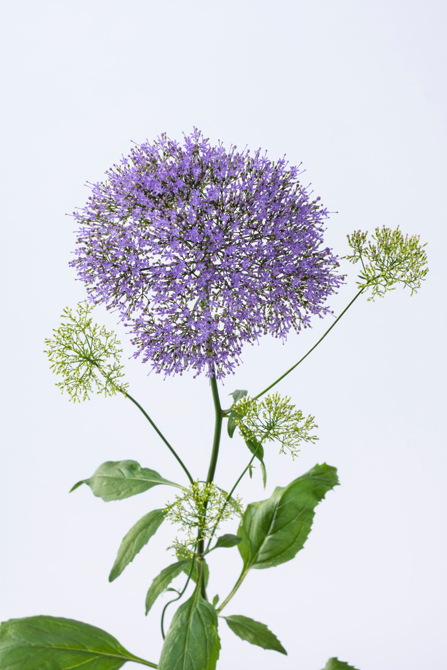 Trachelium Lake Michigan Blue