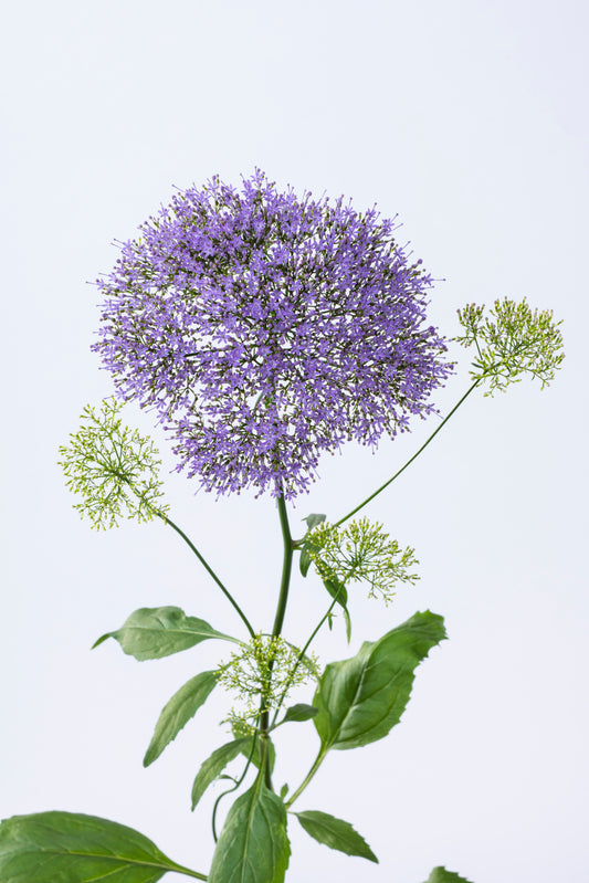 Trachelium Lake Michigan Blue