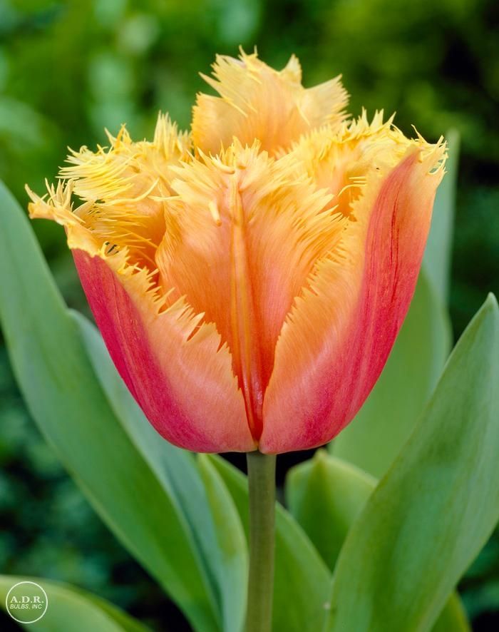 Tulip Lambada