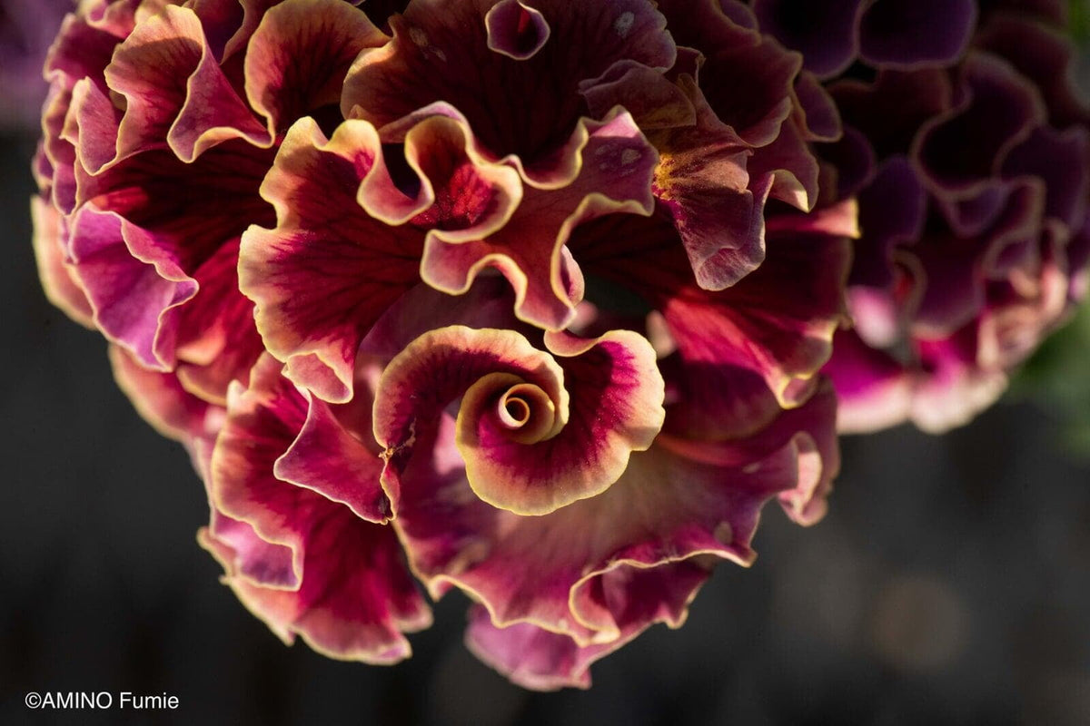 Pansy 'Elegance Twilight Collection'