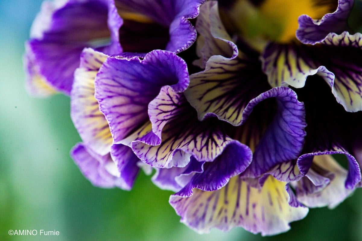 Pansy 'Elegance Twilight Collection'