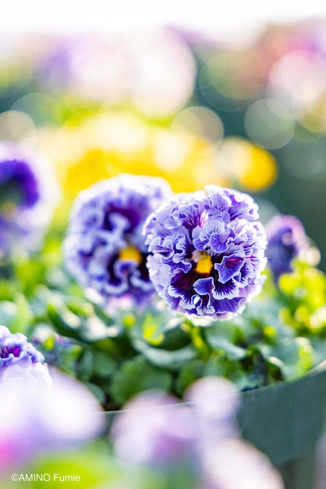 Pansy 'Elegance Twilight Collection'