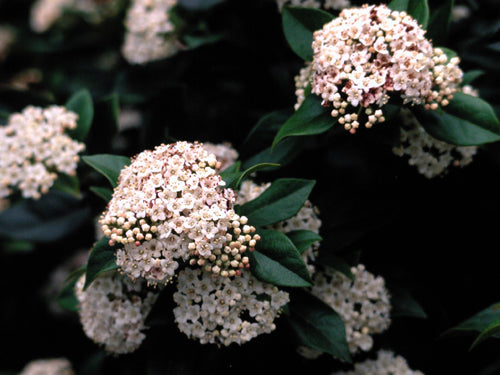 Quart Shrub - Viburnum tinus 'Spring Bouquet'