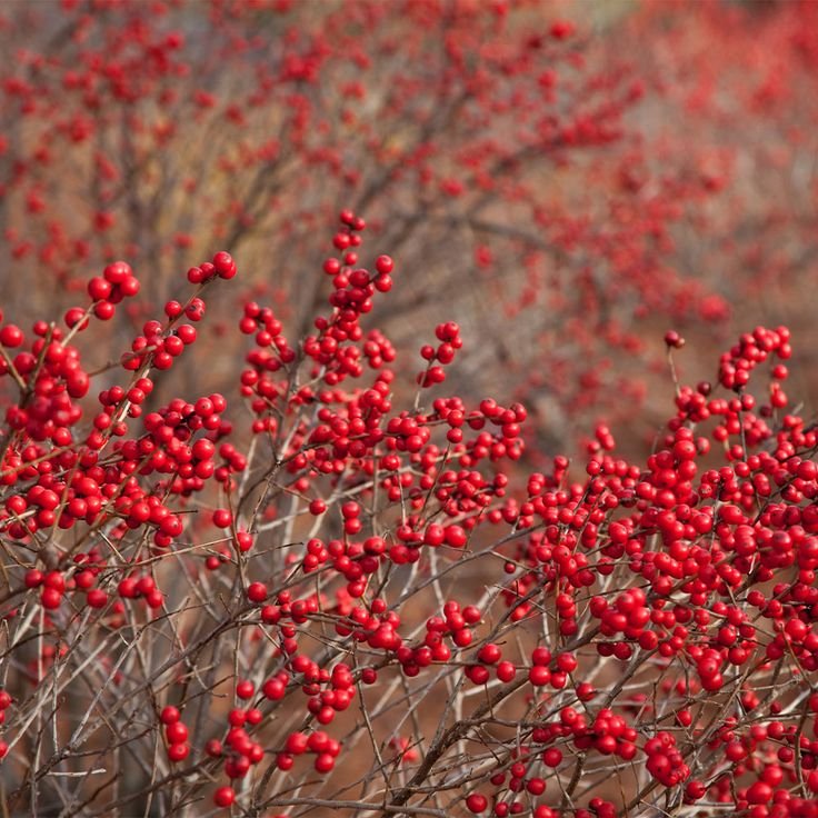 Ilex verticillata 'Winter Red' and 'Southern Gentleman', lot of 6 (5 winter red/1 southern gentleman