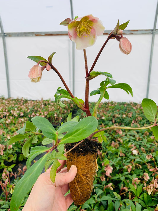 Helleborus 'Winterbells'