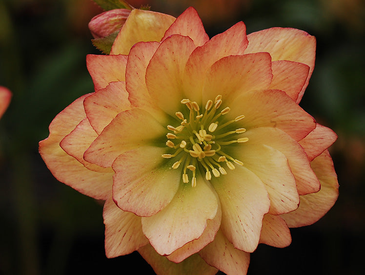 Hellebore 'Winter Jewels Amber Gem'
