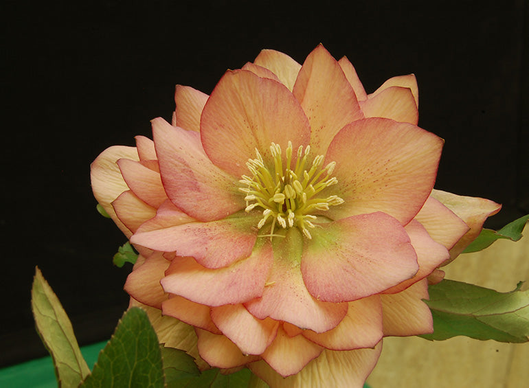 Hellebore 'Winter Jewels Amber Gem'