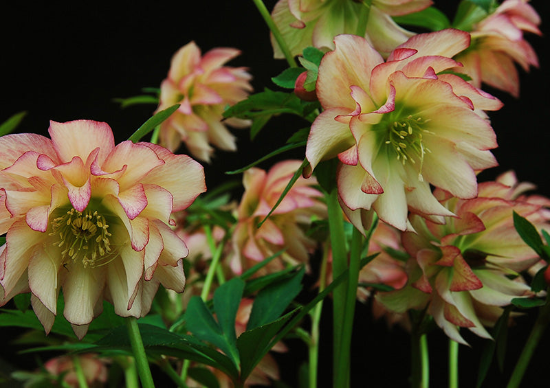 Hellebore 'Winter Jewels Amber Gem'