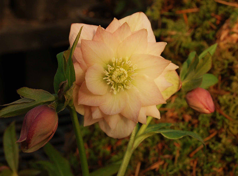 Hellebore 'Winter Jewels Amber Gem'
