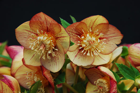 Hellebore 'Winter Jewels Apricot Blush'
