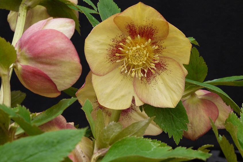 Hellebore 'Winter Jewels Apricot Blush'
