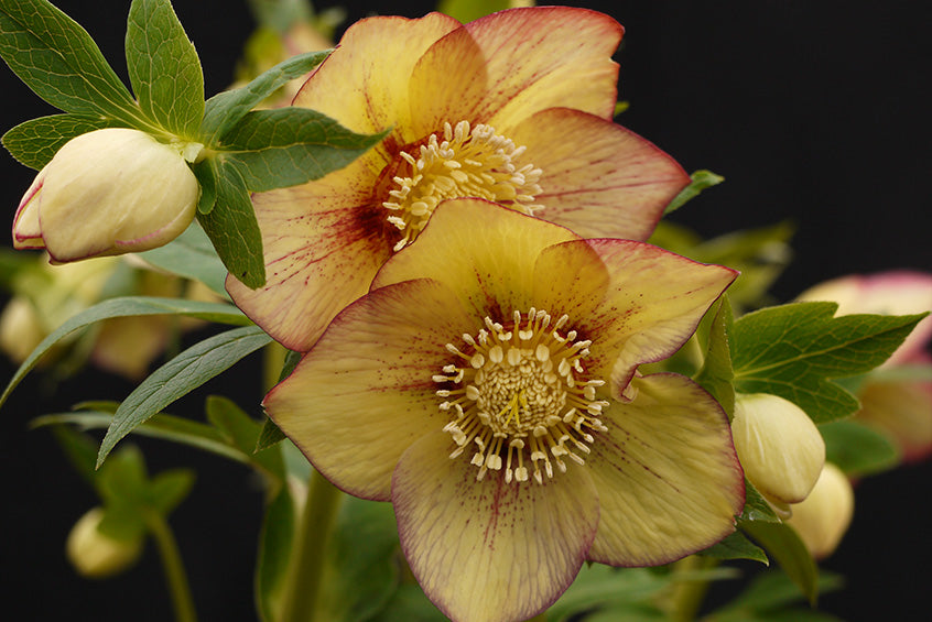 Hellebore 'Winter Jewels Apricot Blush'