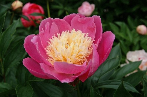 Peony Root- Bowl of Beauty- 1 Bare Root 3/5 Eye!