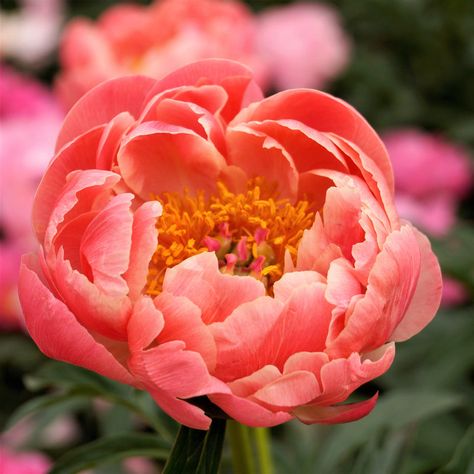 Peony - Coral Charm - 1 Bare Root