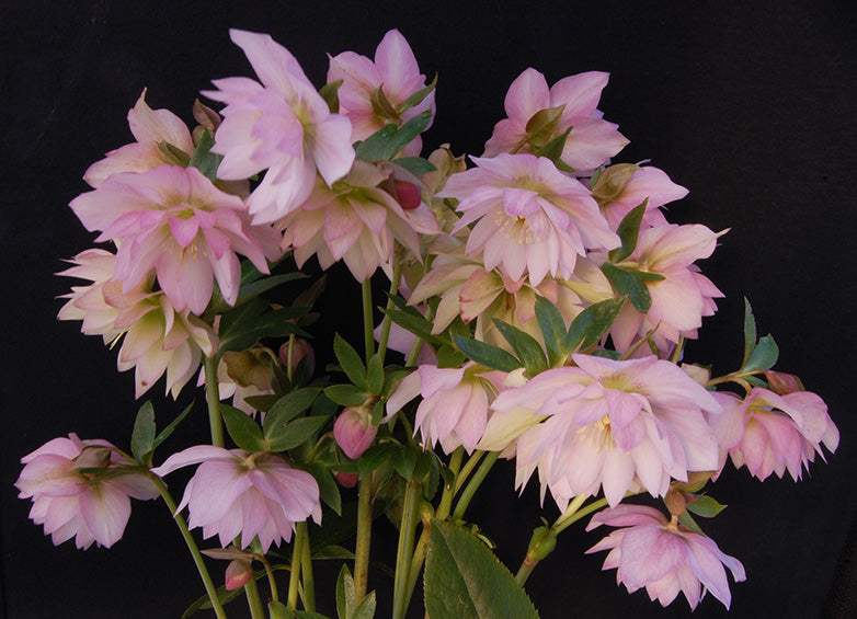 Hellebore 'Winter Jewels Cotton Candy'