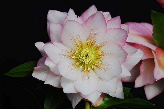 Hellebore 'Winter Jewels Cotton Candy'