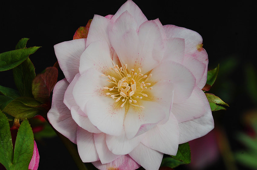 Hellebore 'Winter Jewels Cotton Candy'
