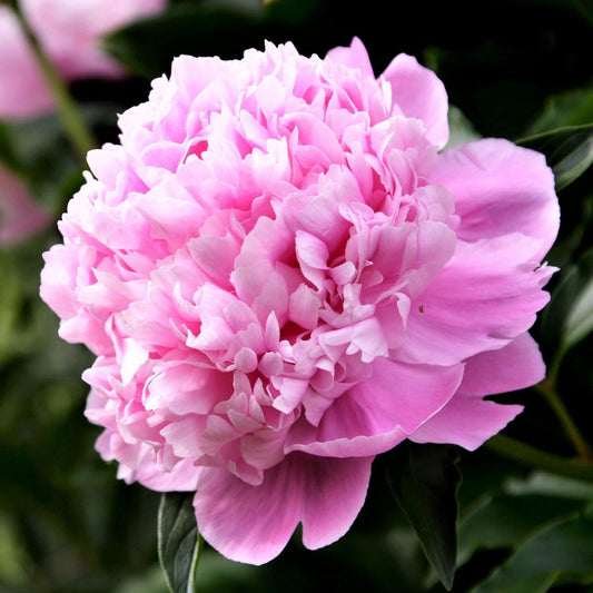 Peony - Monsieur Jules Elie - 1 Bare Root